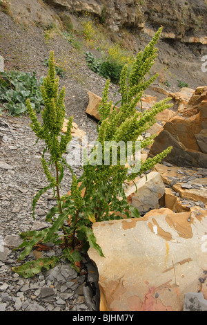 Rumex crépu, Rumex crispus. Kimmeridge bay parmi les rochers dans le Dorset. De juin. Banque D'Images