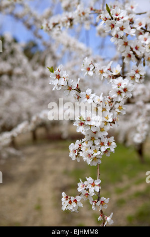 Fleurs de l'amandier blanc au début du printemps sur la Méditerranée Banque D'Images