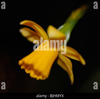 Petite jonquille jaune sur fond noir Banque D'Images