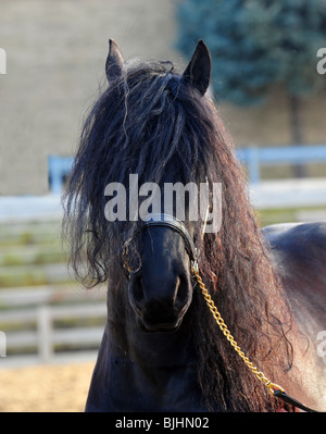 Libre d'un Frrisian horse Banque D'Images