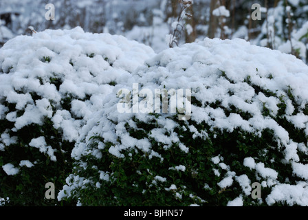 Buxus sempervirens, fort des buissons dans la neige. Banque D'Images