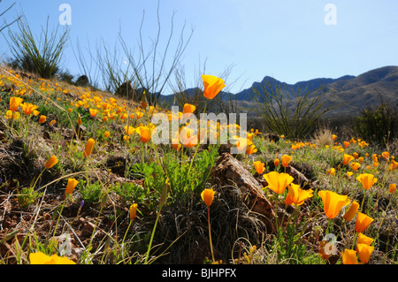 Coquelicots, mexicaine (Argemone mexicana), poussent dans le désert de Sonora, Green Valley, Arizona, USA. Banque D'Images