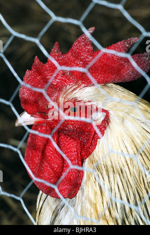 La lumière intérieure de la volaille Sussex Race de poule Banque D'Images