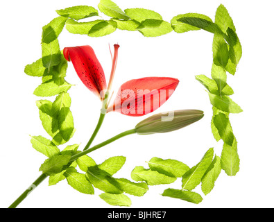 Hibiscus pétales rouges dans un cadre vert menthe basilic isolé sur fond blanc Banque D'Images