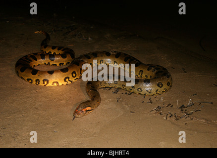 Nuit à l'anaconda vert (Eunectes murinus) anacondas sont principalement nocturnes, Los Llanos, Venezuela. Banque D'Images