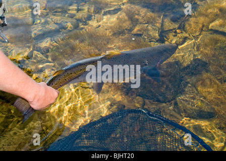 La libération d'un saumon sauvage de l'Atlantique, Salmo salar, capturé par un pêcheur de mouche guidées ,Rivière Miramichi, Nouveau-Brunswick, Canada. Banque D'Images