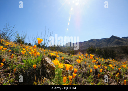 Coquelicots, mexicaine (Argemone mexicana), poussent dans le désert de Sonora, Green Valley, Arizona, USA. Banque D'Images