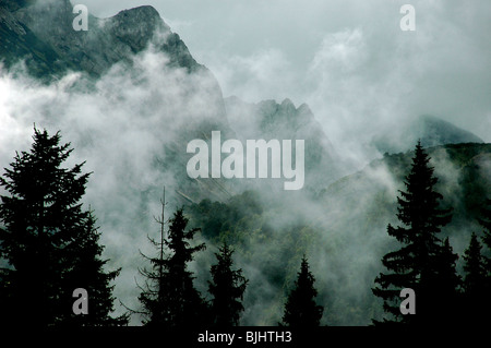 La brume et les nuages épais survolez les forêts de conifères tempérées autour de Medjed Mountain, près de Zabljak, dans la région de Durmitor du Monténégro. Banque D'Images