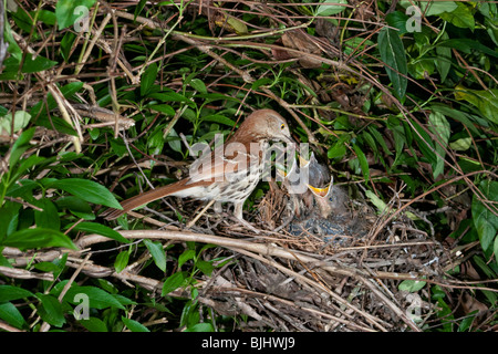 Femelle marron thrasher (Toxostoma rufume) nourrissant les nids, Géorgie, États-Unis. Banque D'Images