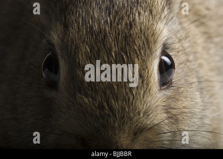 Close-up of face lapin Banque D'Images