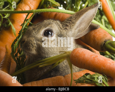 Le lapin et les carottes Banque D'Images