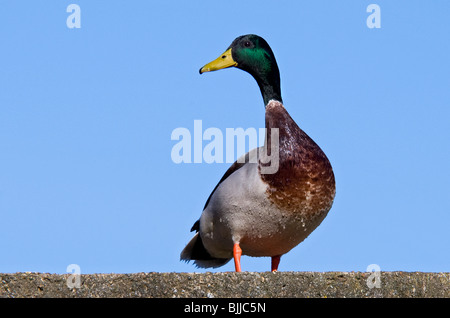 Canard colvert Drake Banque D'Images