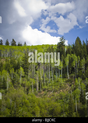 Forêt avec ciel bleu Banque D'Images