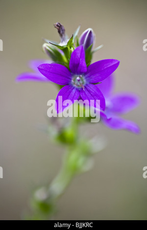 Vénus's looking glass (triodanis perfoliata chez) est une croissance annuelle de 4 à 12 pouces de haut dans les champs ouverts, les fossés, ou le bord de terres boisées arides. Il fleurit en avril ou mai et aura plusieurs fleurs mesurant un demi pouce de plus en plus à proximité de la manette. Banque D'Images