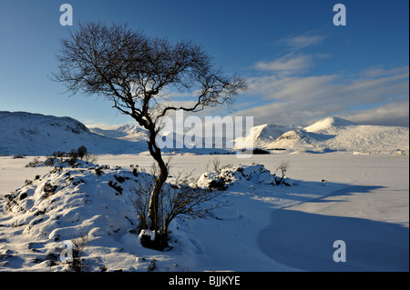 Lone Tree silhouette sur fond de montagnes enneigées et sombre ciel bleu Banque D'Images