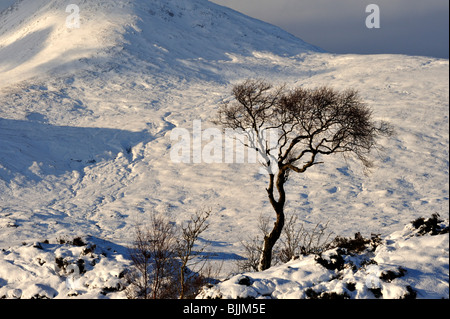 Lone Tree silhouette sur fond de montagnes enneigées et ciel noir Banque D'Images