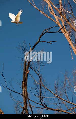 Cacatoès retour à la forêt détruite par les feux de brousse, le samedi noir Kinglake, Australie. Banque D'Images