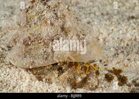 L'ermite sur le sable de la mer Rouge, au large de Hurghada, Egypte. Banque D'Images
