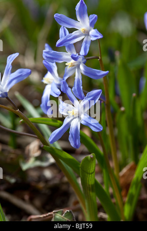 Lucillae Chionodoxa (gloire de la neige), à fleurs bleu lumineux de l'ampoule du printemps. Charles Lupica Banque D'Images