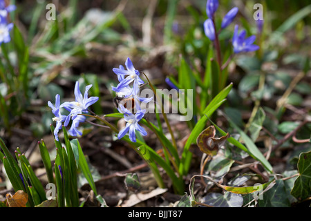 Lucillae Chionodoxa (gloire de la neige), à fleurs bleu lumineux de l'ampoule du printemps. Charles Lupica Banque D'Images