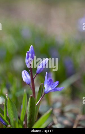 Lucillae Chionodoxa (gloire de la neige), à fleurs bleu lumineux de l'ampoule du printemps. Charles Lupica Banque D'Images