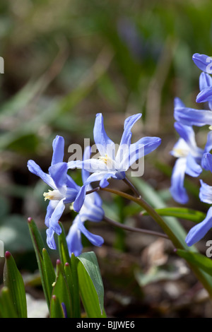 Lucillae Chionodoxa (gloire de la neige), à fleurs bleu lumineux de l'ampoule du printemps. Charles Lupica Banque D'Images