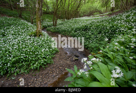 L'ail des ours ou Allium ursinum) RAMSONS (floraison en masse par des bois d'eau méandrique, Sussex, UK. Banque D'Images
