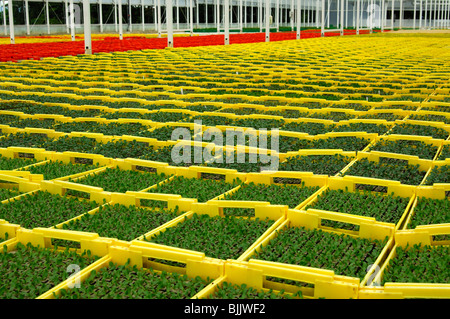 Semis dans des jardinières dans une serre d'une pépinière, Seeland Région, Suisse Banque D'Images