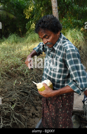 L'homme indien ouvrir une noix de coco, Kerala, Inde du Sud, Inde, Asie Banque D'Images