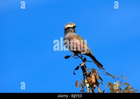 Bruant à couronne le rouleau (Coracias naevia), Madikwe Game Reserve, Afrique du Sud, l'Afrique Banque D'Images