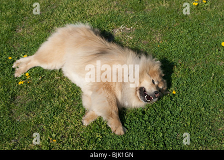 Un chien eurasier brun roulant dans l'herbe Banque D'Images