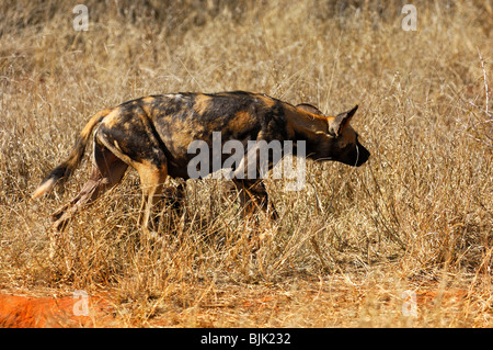 Femme chien sauvage d'Afrique (Lycaon pictus) sur le vagabondage, Madikwe Game Reserve, Afrique du Sud, l'Afrique Banque D'Images