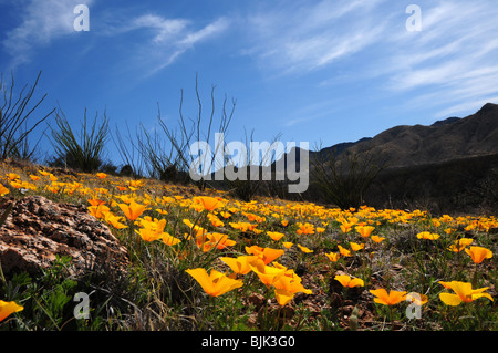 Coquelicots, mexicaine (Argemone mexicana), poussent dans le désert de Sonora, Green Valley, Arizona, USA. Banque D'Images