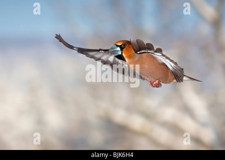 (Coccothraustes coccothraustes Hawfinch) en vol pendant l'hiver Banque D'Images