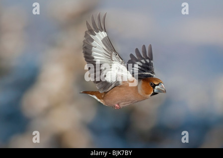 (Coccothraustes coccothraustes Hawfinch) en vol pendant l'hiver Banque D'Images