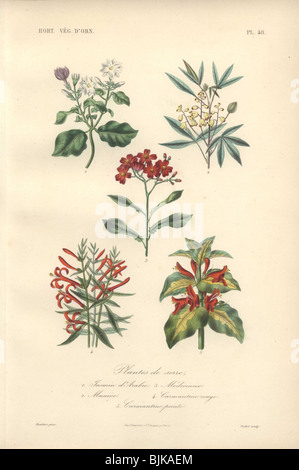 Botanique décoratif imprimer avec jasmine, manioc, hummingbird bush et l'usine de crevettes de Herincq 'Regne végétal (1865). Banque D'Images