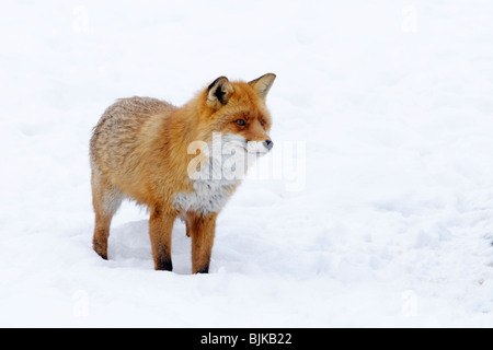 Le renard roux (Vulpes vulpes), en rut Banque D'Images