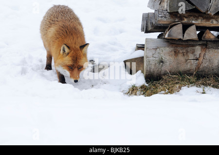 Le renard roux (Vulpes vulpes), en rut Banque D'Images