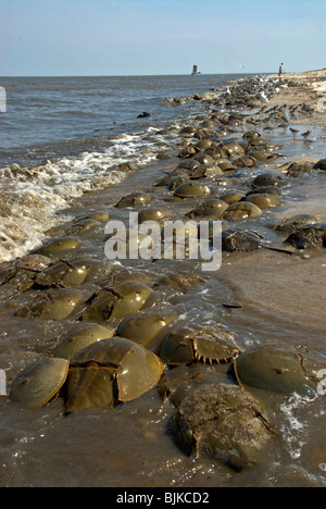 Limule (Limulus polyphemus) reproduction de masse à la pleine lune, la ...