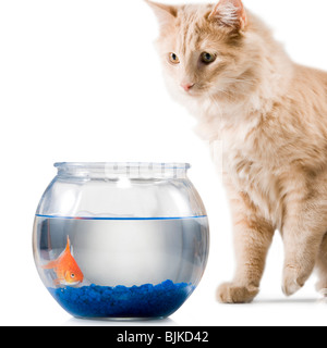 Regarder les poissons rouges dans le bol du chat Banque D'Images