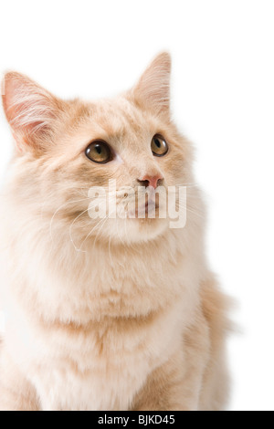 Cat looking up at relevant goldfish Banque D'Images