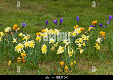 Fleurs de Printemps naturalisés à Ness Botanic Gardens, Wirral sur l'après-midi de printemps ensoleillé Banque D'Images