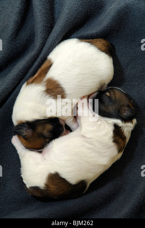 Deux jeunes enfants Shihtzu chiens âgés d'une semaine dormant ensemble. Top a mâle et Down a femelle. Banque D'Images