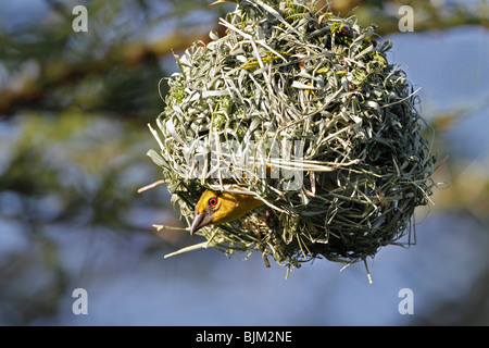 Weaver (oiseaux) sur le nid des Ploceidae, dans le Masai Mara, Kenya, Afrique Banque D'Images