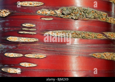 L'écorce d'un rouge brillant de l'écorce de bouleau de l'himalaya Cerisier Prunus 2 Serula Banque D'Images