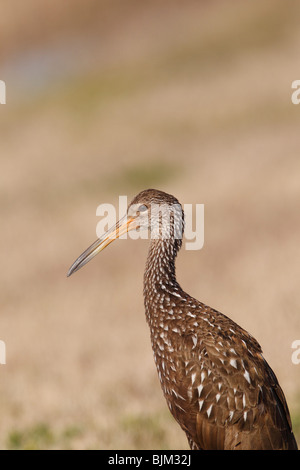 Aramus guarauna Limpkin (Portrait) Banque D'Images