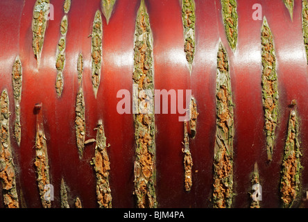 L'écorce d'un rouge brillant de l'écorce de bouleau de l'himalaya Cerisier Prunus Serula Banque D'Images