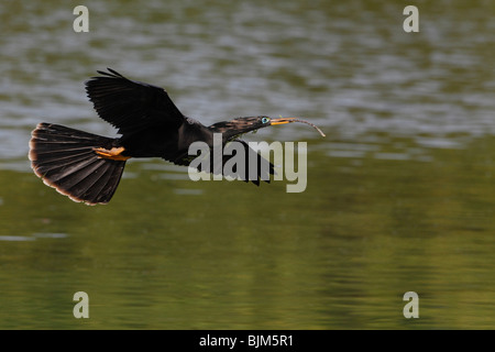 Flying Anhinga (Anhinga anhinga), parfois appelé le Snakebird Banque D'Images