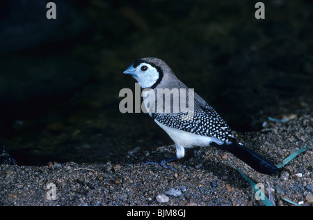 Barré double Finch (Taeniopygia bichenovii) à côté de stream Banque D'Images