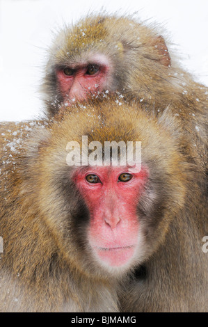 Le macaque japonais (Macaca fuscata) en hiver Banque D'Images